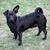 Perro, Mamífero, Vertebrado, Raza de perro, Cánido, Carnívoro, Bozal, Perro de compañía, Raza similar al Patterdale Terrier, Grupo deportivo, Chiweenie negro, Mezcla de chihuahua