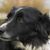 Welsh Sheepdog, Ci Defaid Cymreig, perro blanco y negro, perro con aspecto merle, parecido al Border Collie, raza canina galesa, perro de Inglaterra, raza canina británica de tamaño medio, perro de pelo largo como el Collie, perro de orejas erguidas y orejas caídas, perro de pastoreo, perro pastor