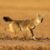 Lobo de la pradera, coyote errante en el desierto, lobo ancho, lobo del desierto de América, lobo americano, lobo estepario, ancestro de los perros