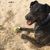 Cursinu, raza canina francesa, raza canina atigrada, perro con color de tigre y marca blanca, perro pastor de Córcega, raza canina de Francia, perro en la arena, raza canina en STrand con una pelota de tenis