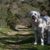 Raza de perro Kuvasz en la sombra, gran perro blanco