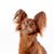 Russkiy Toy rojo marrón, raza de perro pequeño de Rusia, raza de perro ruso, Terrier, Toy Terrier ruso, orejas colgantes con pelo largo, perro parecido al Chihuahua