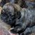 Perro, vertebrado, mamífero, Canidae, raza de perro, Dogo Canario cachorro atigrado negro, carnívoro, hocico,