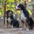 Entlebucher Sennenhund, perro de montaña suizo del bosque, raza de perro de tamaño medio