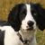 Campo spaniel cachorro blanco negro, color de los ojos azul en el cachorro de perro, spaniel de campo en un pasto