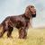 Field Spaniel en un prado, raza de perro mediana, perro marrón de Gran Bretaña, raza de perro inglesa, raza de perro británica, perro parecido al Cocker Spaniel