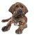 Perro, Mamífero, Vertebrado, Raza de perro, Canidae, Carnívoro, Raza similar al Gran Danés, Cachorro, Cachorro de Fila brasileiro atigrado, Grupo deportivo, Raza de perro atigrado de orejas caídas