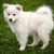 Lapphund finlandés blanco, cachorro, pequeño perro blanco de pelo largo