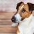 Smooth Fox Terrier, perro de tamaño medio con hocico largo, perro con orejas en punta, perro de familia, perro guardián, perro de caza, raza de perro activo para familias, perro deportivo de Gran Bretaña, raza de perro inglesa de pelo liso, tricolor.