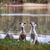 Dos galgos sentados frente a un lago, perros Whippet Silken Windsprite de pelo largo y un galgo Whippet de pelo corto