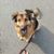 Hund,Fleischfresser,Hunderasse,Haustierbedarf,Halsband,Begleithund,Fawn,Leine,Sporting Group,Hundehalsband,