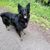 Hund,Pflanze,Fleischfresser,Hunderasse,Begleithund,Königlicher Schäferhund,Canidae,Straßenbelag,Schwarzer norwegischer Elchhund,Sportliche Gruppe,