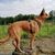 Himmel,Hund,Wolke,Wasser,Fleischfresser,Arbeitstier,Halsband,Kitz,Hunderasse,Begleithund,