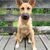 Hund,Hunderasse,Fleischfresser,Holz,Rehkitz,Begleithund,Schnauze,Sportliche Gruppe,Hütehund,Landtier,