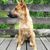 Hund,Hunderasse,Holz,Fleischfresser,Zaun,Kitz,Begleithund,Schnauze,Schwanz,Sportliche Gruppe,