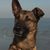 Kopf,Wasser,Hund,Auge,Himmel,Hunderasse,Fleischfresser,Halsband,Schnurrhaare,Rehbraun,