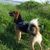 Hund,Pflanze,Hunderasse,Fleischfresser,Kitz,Halsband,Begleithund,Gras,Himmel,Schwanz,