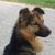Hund,Fleischfresser,Hunderasse,Kitz,Begleithund,Schnauze,Schnurrhaare,Hütehund,Landtier,Sportliche Gruppe,