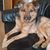 Hund,Fleischfresser,Kitz,Begleithund,Hunderasse,Sportliche Gruppe,Landtier,Fell,Canidae,Schnurrhaare,