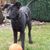 Hund,Pflanze,Arbeitstier,Halsband,Fleischfresser,Tierbedarf,Ball,Hundebedarf,Kitz,Hundehalsband,