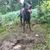 Pflanze,Hund,Fleischfresser,Arbeitstier,Hunderasse,Rehkitz,Gras,Bodendecker,Landtier,Schwanz,