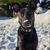 Hund,Schnee,Fleischfresser,Hunderasse,Halsband,Fawn,Hundehalsband,Arbeitstier,Schnurrhaare,Schnauze,