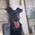 Hund,Hunderasse,Fleischfresser,Halsband,Begleithund,Kitz,Arbeitstier,Fenster,Hundehalsband,Schnauze,