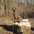 Hund, Pflanze, Holz, Fleischfresser, Baum, Baumstamm, Kitz, Gras, Hunderasse, Wald,