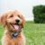 Perro, mamífero, vertebrado, raza de perro, Canidae, carnívoro, perro de compañía, cachorro marrón goldendoodle, hierba, hocico,