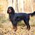 Gordon Setter de pie en el bosque, la raza de perro grande con pelaje largo, negro perro marrón con la ruta de abanico