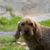 Griffon Fauve de Bretagne, raza de perro francesa, perro de Francia, pelo áspero, pelo de alambre, perro de caza, perro de familia, perro rojo, perro joven