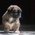 Descripción de la raza Grifón de Bruselas, cachorro Grifón de Bruselas negro marrón blanco, perro pequeño para la ciudad, perro de ciudad