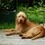 Griffon Fauve de Bretagne, raza de perro francesa, perro de Francia, pelo áspero, pelo de alambre, perro de caza, perro de familia, perro rojo, perro joven