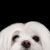 Perro, mamífero, vertebrado, raza de perro, Canidae, Perro maltés blanco, raza similar al Shih tzu, perro de compañía, carnívoro, perro pequeño de familia