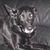 Hund,Fleischfresser,Grau,Arbeitstier,Hunderasse,Begleithund,Couch,Schnurrhaare,Schnauze,Komfort,