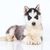 Perro, Husky siberiano, mamífero, vertebrado, Canidae, cachorro de Husky siberiano, Husky siberiano miniatura, raza similar al Alaskan Malamute, carnívoro, raza de perro,