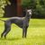 galgo italiano llamado italo Windspiel, pequeño perro gris muy delgado y apto para las carreras de perros, perro similar al Greyhound