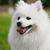 Spitz de Japón jadeando, perro blanco para principiantes, perro de pelo largo para principiantes, raza de perro de Japón, perros japoneses con orejas paradas