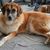 Hund, Blumentopf, Zimmerpflanze, Kitz, Fleischfresser, Pflanze, Schnurrhaare, Hunderasse, Begleithund, Gas,