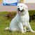 perro joven Kuvasz, perro blanco con aspecto de Golden Retriever, raza de perro húngaro, raza de perro grande con pelaje largo