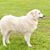 Perro grande y blanco de pelo largo y orejas caídas de Hungría, Kuvasz se parece al Golden Retriever, raza canina húngara