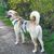 Perro,Raza de perro,Carnívoro,Collar,Accesorios para mascotas,Perro de compañía,Leonado,Collar de perro,Accesorios para perros,Cola,