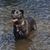 Wasser,Hund,Hunderasse,Fleischfresser,Halsband,Arbeitstier,Hundehalsband,See,Schnauze,Jagdhund,