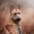 Laekenois, retrato, raza de perro de Bélgica, perro pastor belga, perro de pelo de alambre, perro pastor de pelo áspero, raza de perro grande, orejas puntiagudas en perro