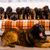 Perro, Mamífero, Vertebrado, Raza de perro, Canidae, Leonberger con cachorros, Carnívoro, Raza de perro gigante, Grupo deportivo, Raza similar al Perro de montaña de Estrela,