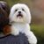 Perro, mamífero, vertebrado, raza de perro, Canidae, Maltés, perro de compañía, carnívoro, raza como Kyi-Leo, perro blanco pequeño de pelo largo