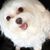 Perro, mamífero, vertebrado, raza de perro, Canidae, Maltés con inflamación ocular, esto ocurre a menudo en razas de perros blancos con pelo largo, enfermedad ocular en perros, perro blanco pequeño de menos de 5 kg, perro de familia, perro de compañía