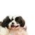 Cachorro de Mastín del Pirineo, cachorros de raza de perro blanco y negro, Mastín del Pirineo, raza de perro grande de España, perro de pastoreo, perro de granja, perro no principiante, raza de perro tranquilo, raza de perro gigante, perro más grande del mundo, perro de pelo largo, perro gris y blanco con orejas triangulares