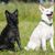 perro Mudi negro adulto, perro Mudi blanco adulto similar al pastor blanco pero más pequeño, raza de perro húngaro