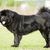Perro, Mamífero, Vertebrado, Raza de perro, Cánido, Carnívoro, Perro de compañía, Razas de perro antiguas, Grupo deportivo, Razas raras (perro), Mastín tibetano negro